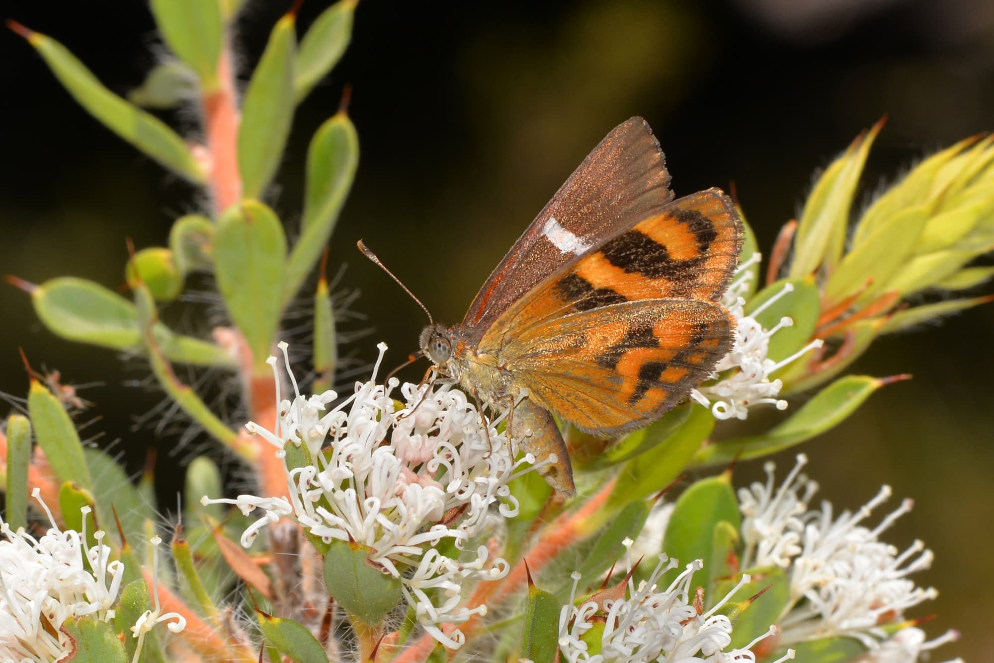 Synemon directa (Sun Moth) feeding on Hakea ruscifolia, Mt Cooke WA © Jean and Fred Hort