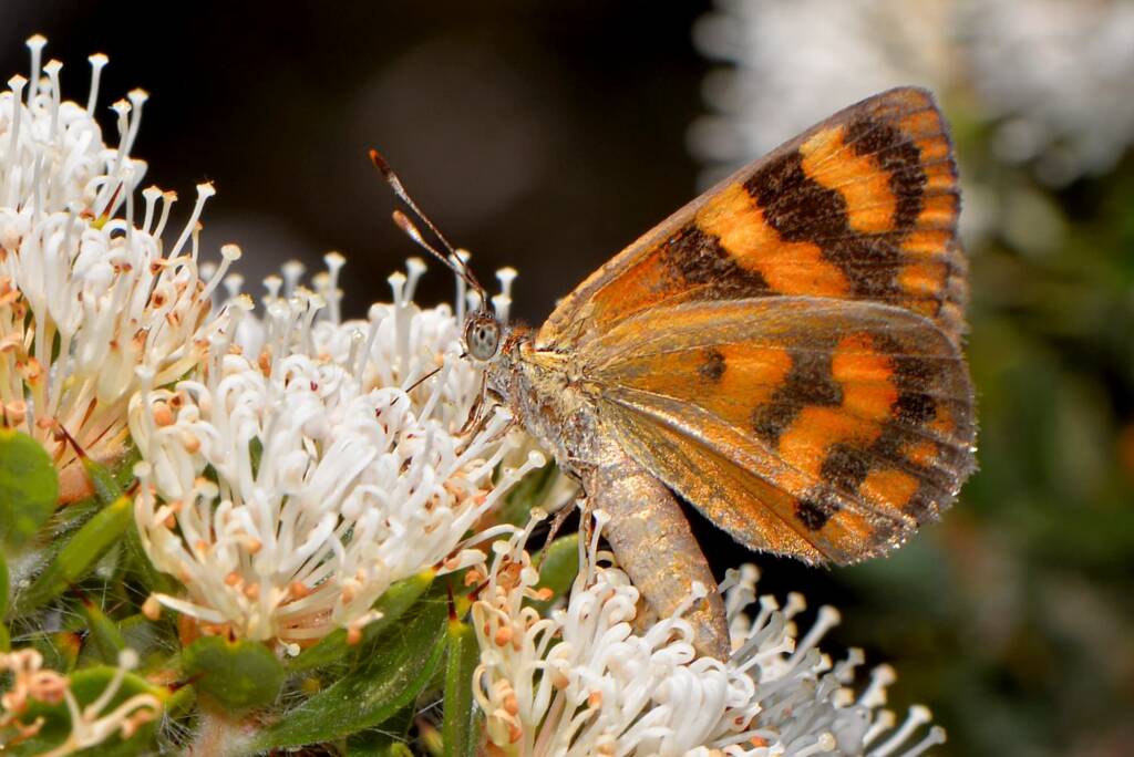 Synemon directa (Sun Moth) feeding on Hakea ruscifolia, Mt Cooke WA © Jean and Fred Hort