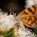 Synemon directa (Sun Moth) feeding on Hakea ruscifolia, Mt Cooke WA © Jean and Fred Hort