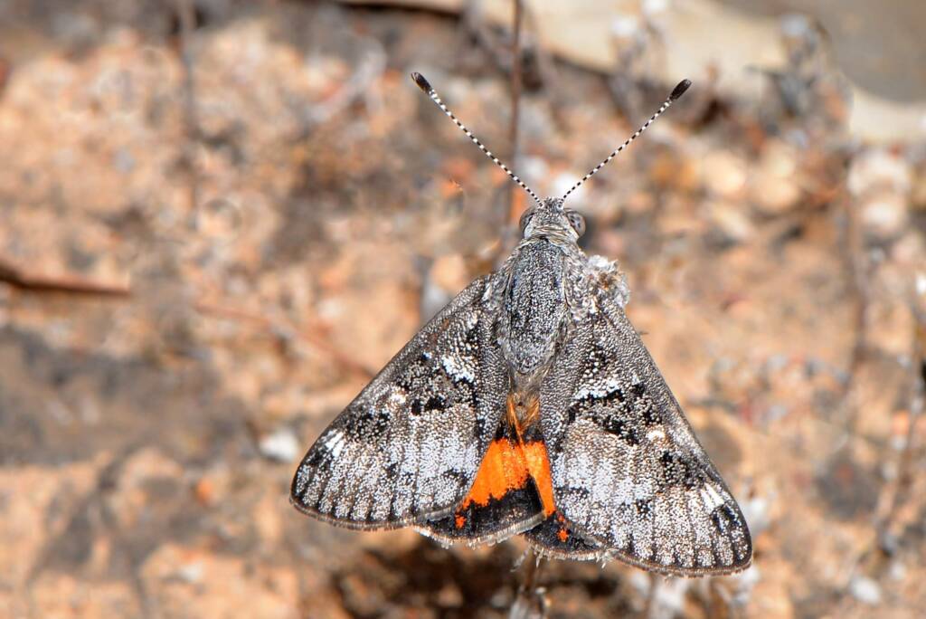 Synemon jcaria (Sun Moth), Wyening WA © Jean and Fred Hort