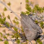 Synemon obscurella, Ballidu Nature Reserve WA © Jean and Fred Hort