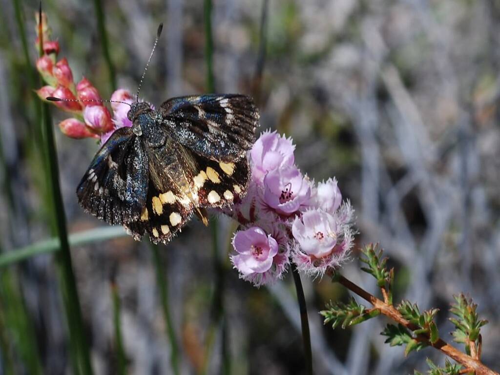 Synemon sp on Verticordia pennigera, south western region WA © Jean and Fred Hort