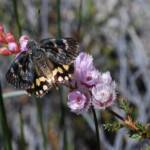 Synemon sp on Verticordia pennigera, south western region WA © Jean and Fred Hort