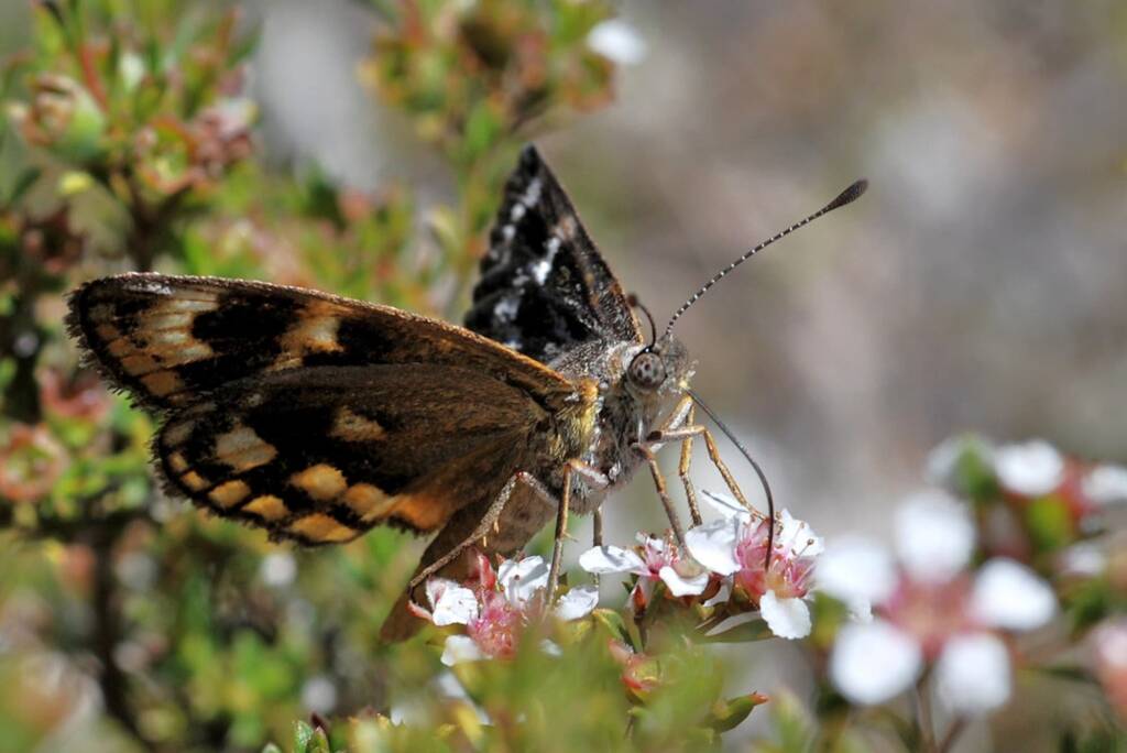 Synemon sp, south western region WA © Jean and Fred Hort