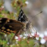 Synemon sp, south western region WA © Jean and Fred Hort