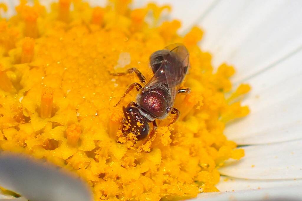 Unknown bee L. Homalictus (likely urbanus), Midwest WA © Gary Taylor
