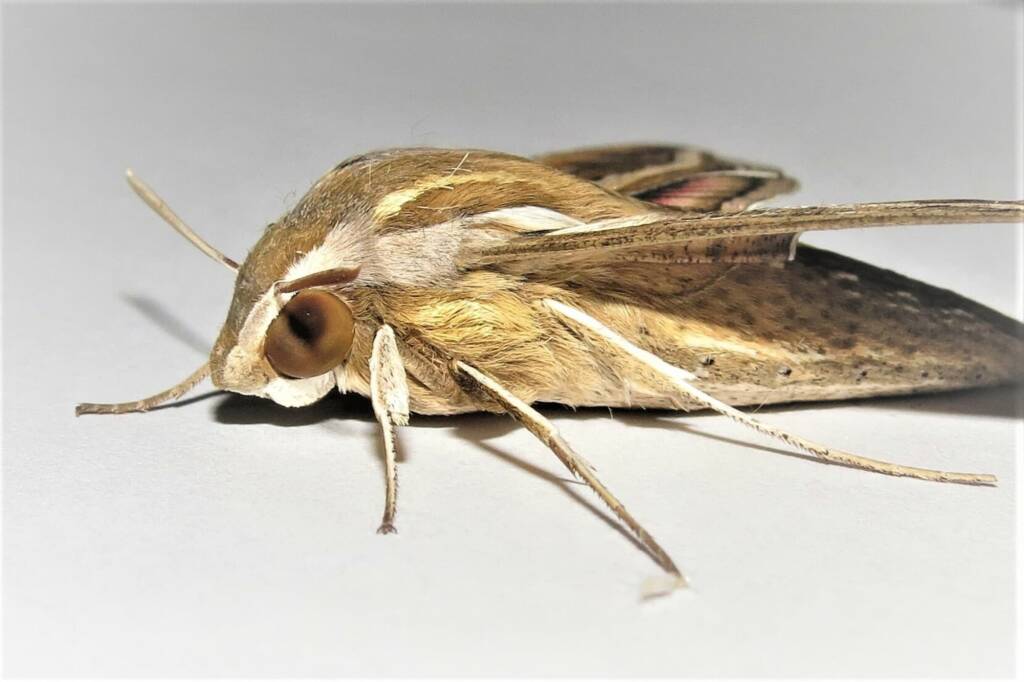 Vine Hawkmoth (Hippotion celerio), Wandella NSW © Deb Taylor