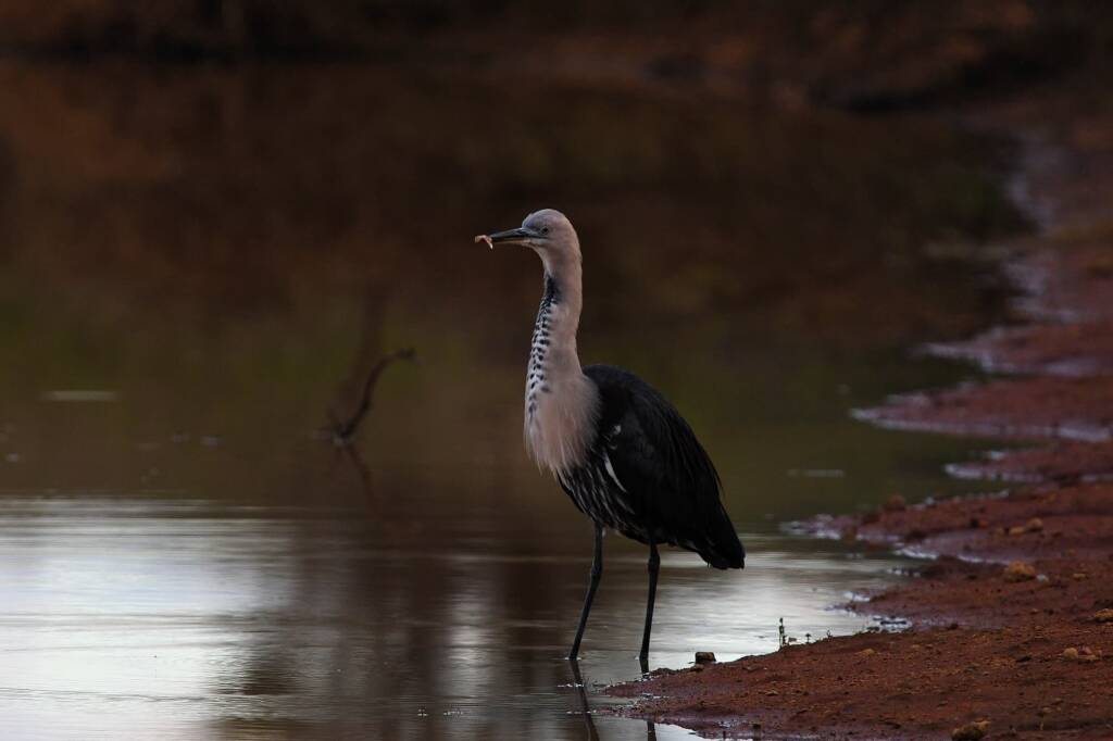 White-necked Heron (Ardea pacifica) at sunrise, Kunoth Bore NT © Dorothy Latimer
