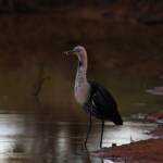 White-necked Heron (Ardea pacifica) at sunrise, Kunoth Bore NT © Dorothy Latimer