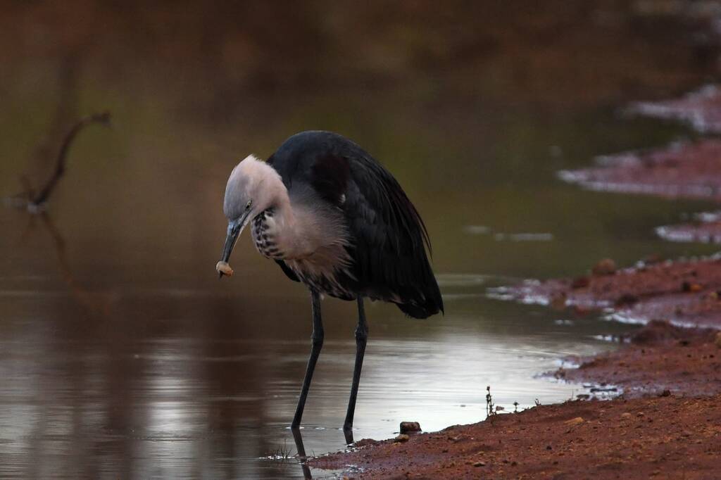 White-necked Heron (Ardea pacifica) at sunrise, Kunoth Bore NT © Dorothy Latimer