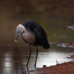 White-necked Heron (Ardea pacifica) at sunrise, Kunoth Bore NT © Dorothy Latimer