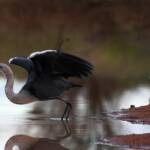 White-necked Heron (Ardea pacifica) at sunrise, Kunoth Bore NT © Dorothy Latimer