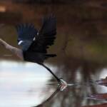 White-necked Heron (Ardea pacifica) at sunrise, Kunoth Bore NT © Dorothy Latimer