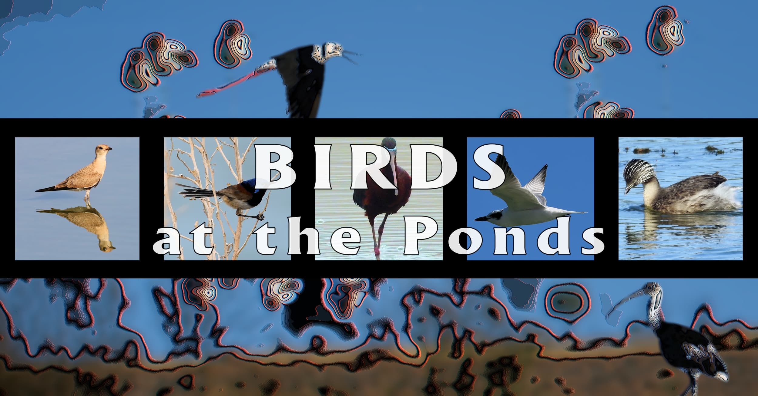 Birds at the Ponds - Ausemade filmstrip