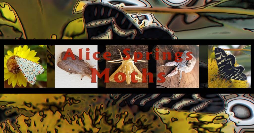 Alice Springs Moths - Ausemade filmstrip