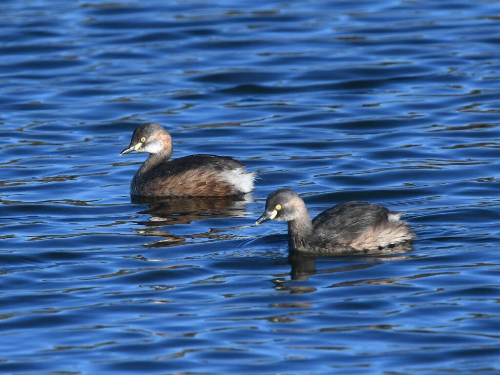 Australasian Grebe (Tachybaptus novaehollandiae), Alice Springs Sewage Ponds © Dorothy Latimer