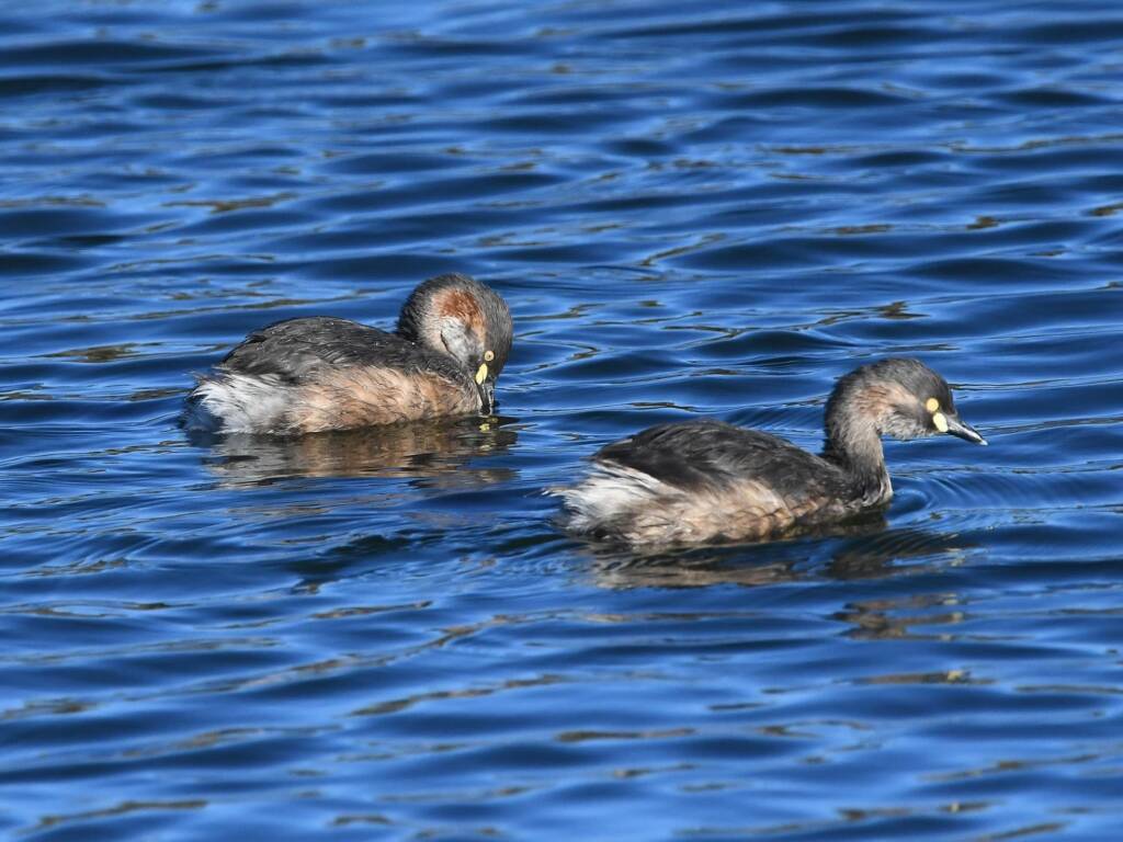 Australasian Grebe (Tachybaptus novaehollandiae), Alice Springs Sewage Ponds © Dorothy Latimer