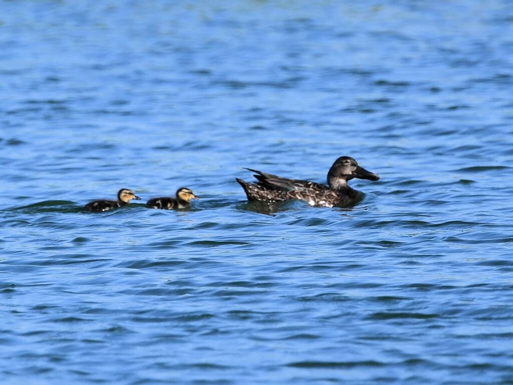 Australasian Shoveler (Spatula rhynchotis), Alice Springs Sewage Ponds © Dorothy Latimer