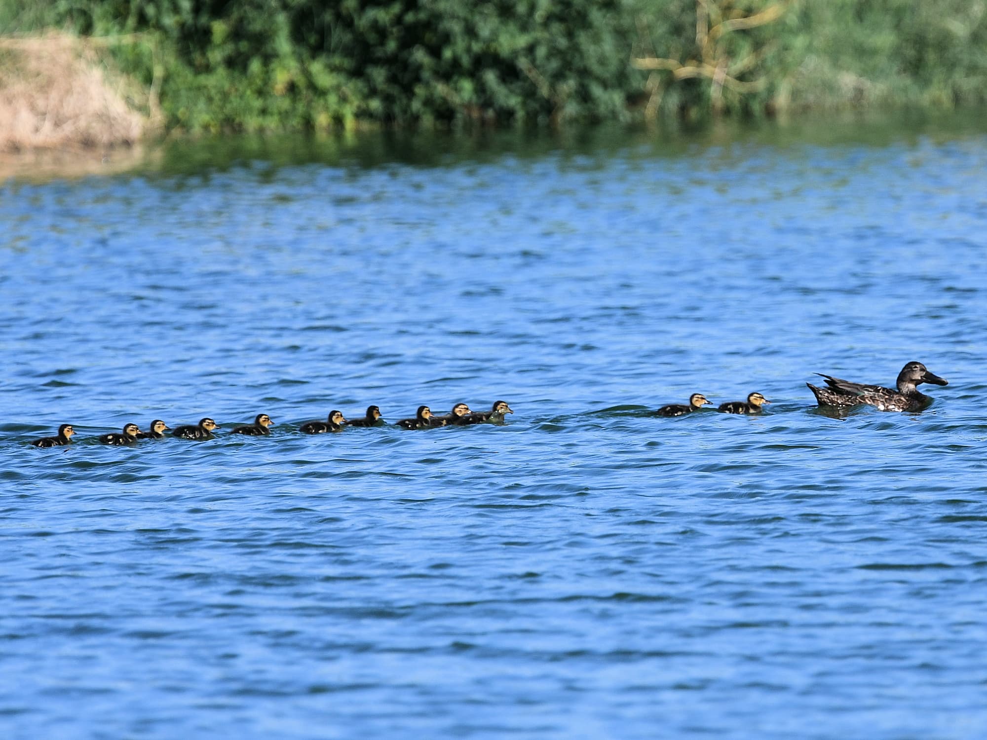 Australasian Shoveler (Spatula rhynchotis), Alice Springs Sewage Ponds © Dorothy Latimer
