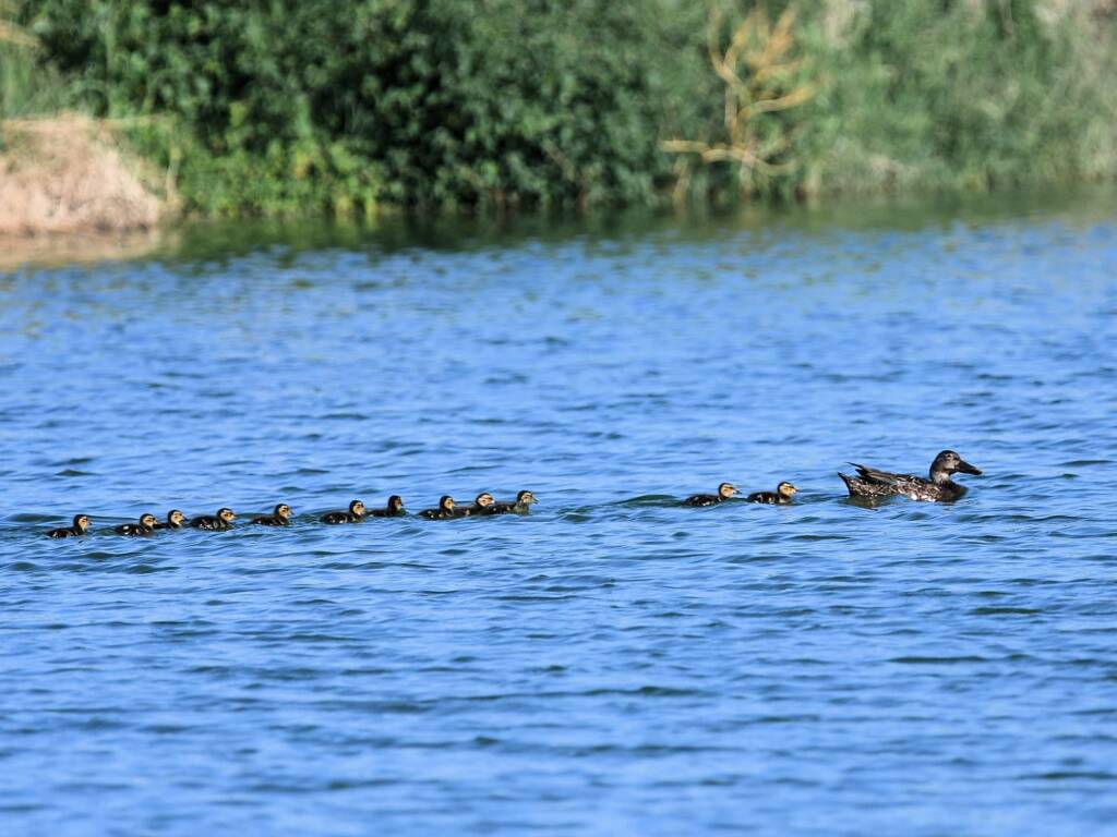 Australasian Shoveler (Spatula rhynchotis), Alice Springs Sewage Ponds © Dorothy Latimer