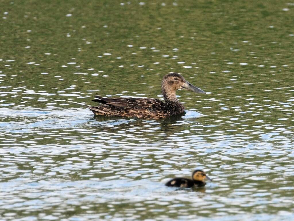 Australasian Shoveler (Spatula rhynchotis), Alice Springs Sewage Ponds © Dorothy Latimer