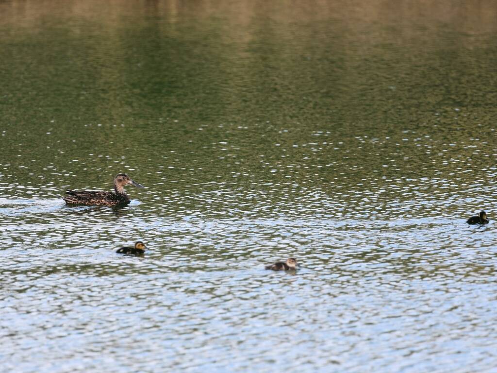 Australasian Shoveler (Spatula rhynchotis), Alice Springs Sewage Ponds © Dorothy Latimer