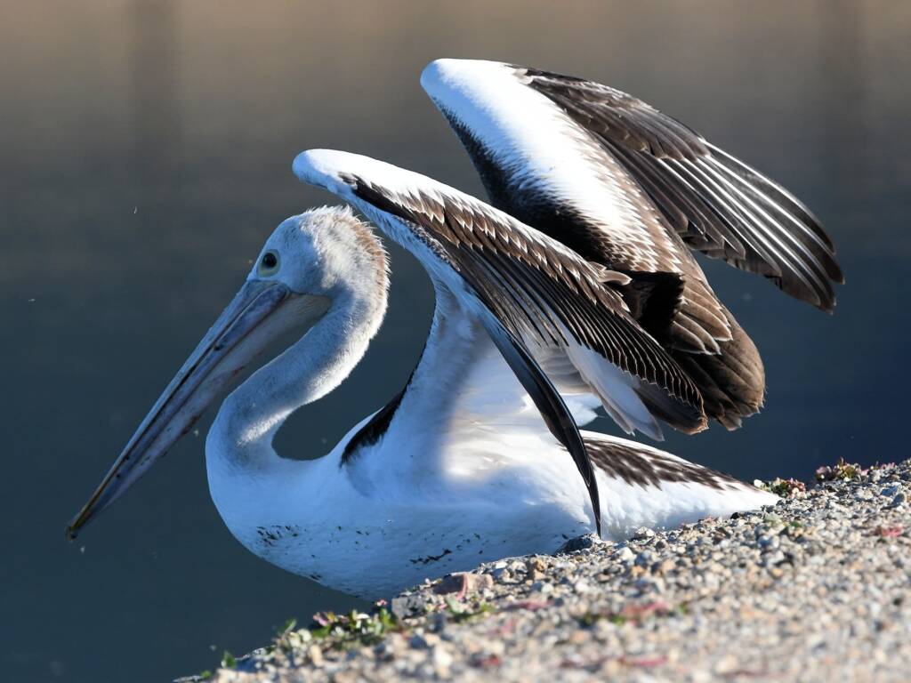 Australian Pelican (Pelecanus conspicillatus), Alice Springs Sewage Ponds, NT © Dorothy Latimer
