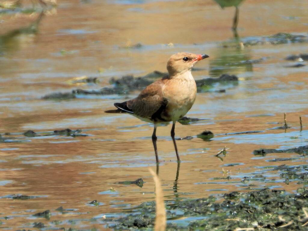 Australian Pratincole (Stiltia isabella), Alice Springs Sewage Ponds, NT © Dorothy Latimer