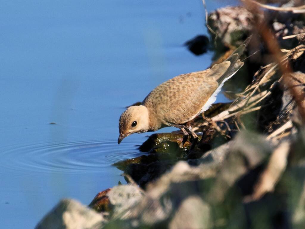 Australian Pratincole (Stiltia isabella), Alice Springs Sewage Ponds, NT © Dorothy Latimer