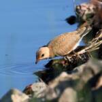 Australian Pratincole (Stiltia isabella), Alice Springs Sewage Ponds, NT © Dorothy Latimer