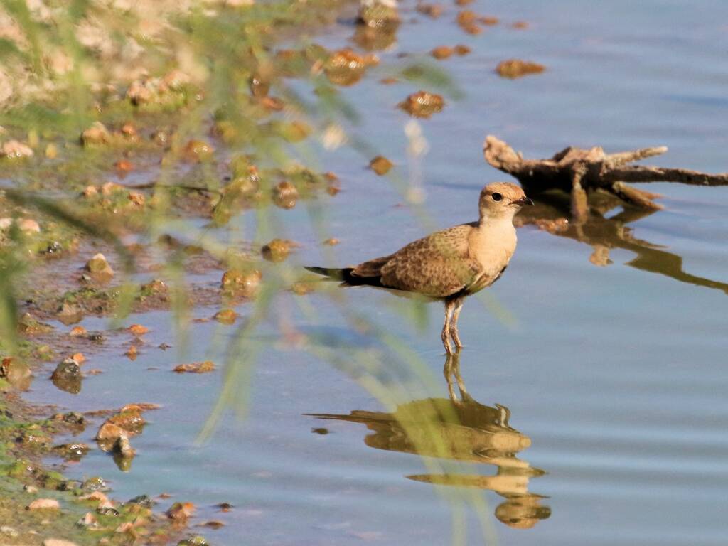 Australian Pratincole (Stiltia isabella), Alice Springs Sewage Ponds, NT © Dorothy Latimer