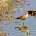 Australian Pratincole (Stiltia isabella), Alice Springs Sewage Ponds, NT © Dorothy Latimer