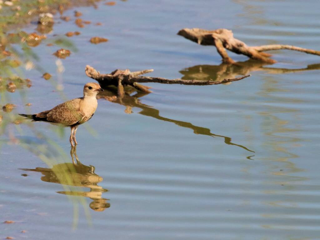 Australian Pratincole (Stiltia isabella), Alice Springs Sewage Ponds, NT © Dorothy Latimer