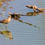 Australian Pratincole (Stiltia isabella), Alice Springs Sewage Ponds, NT © Dorothy Latimer