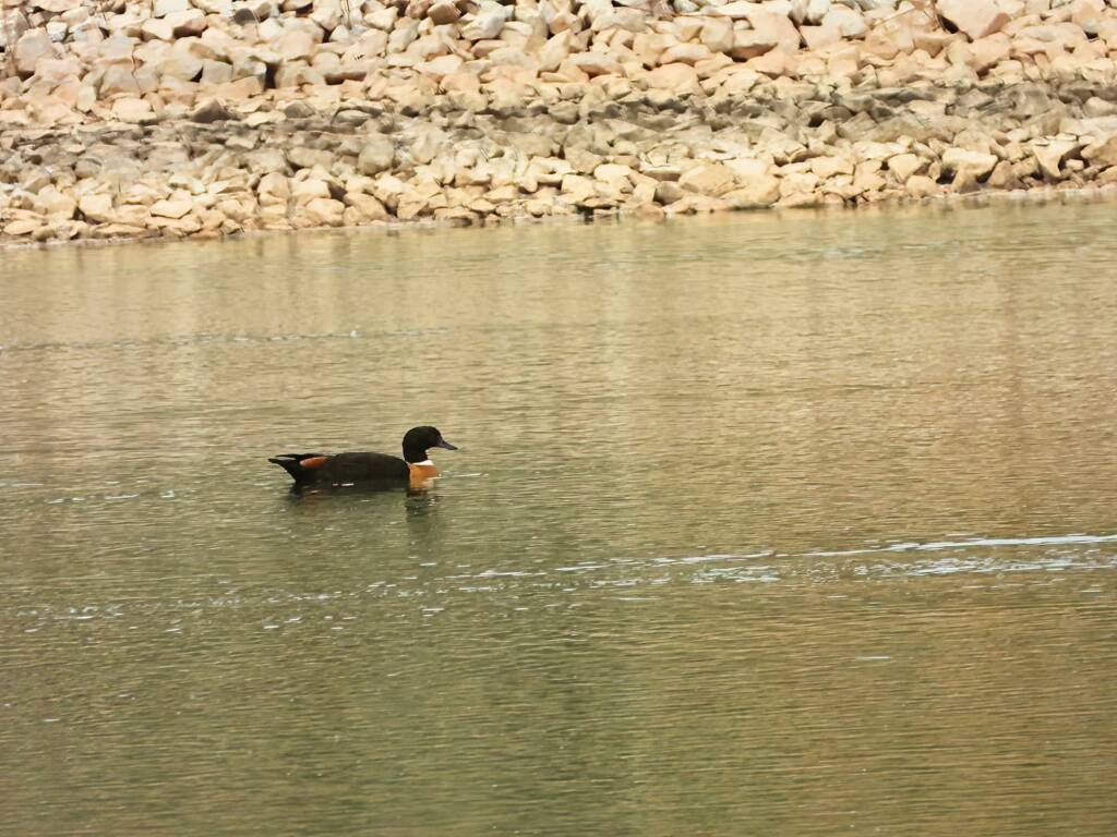 Australian Shelduck (Tadorna tadornoides), Alice Springs Sewage Ponds © Dorothy Latimer
