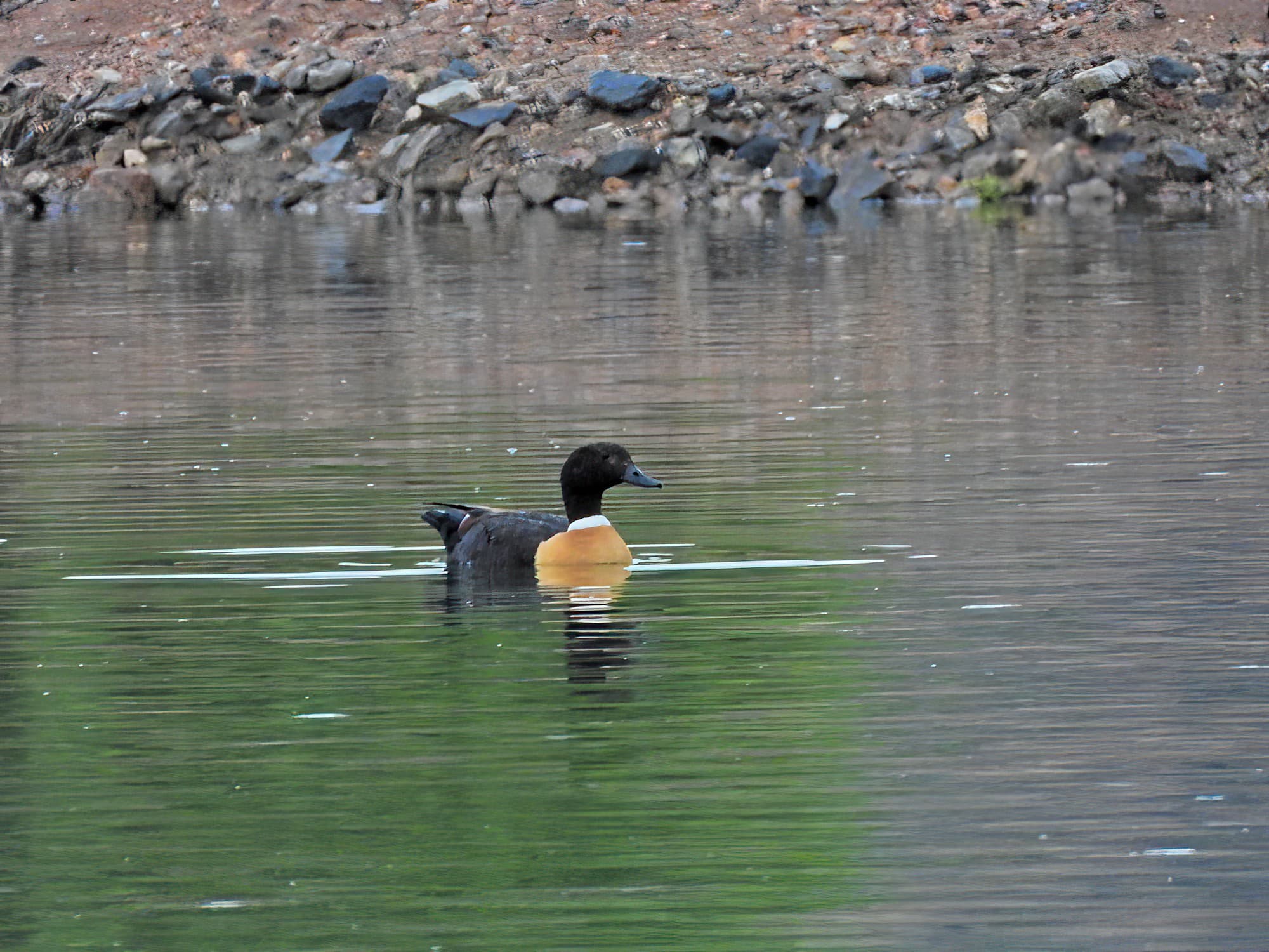 Australian Shelduck (Tadorna tadornoides), Alice Springs Sewage Ponds © Dorothy Latimer