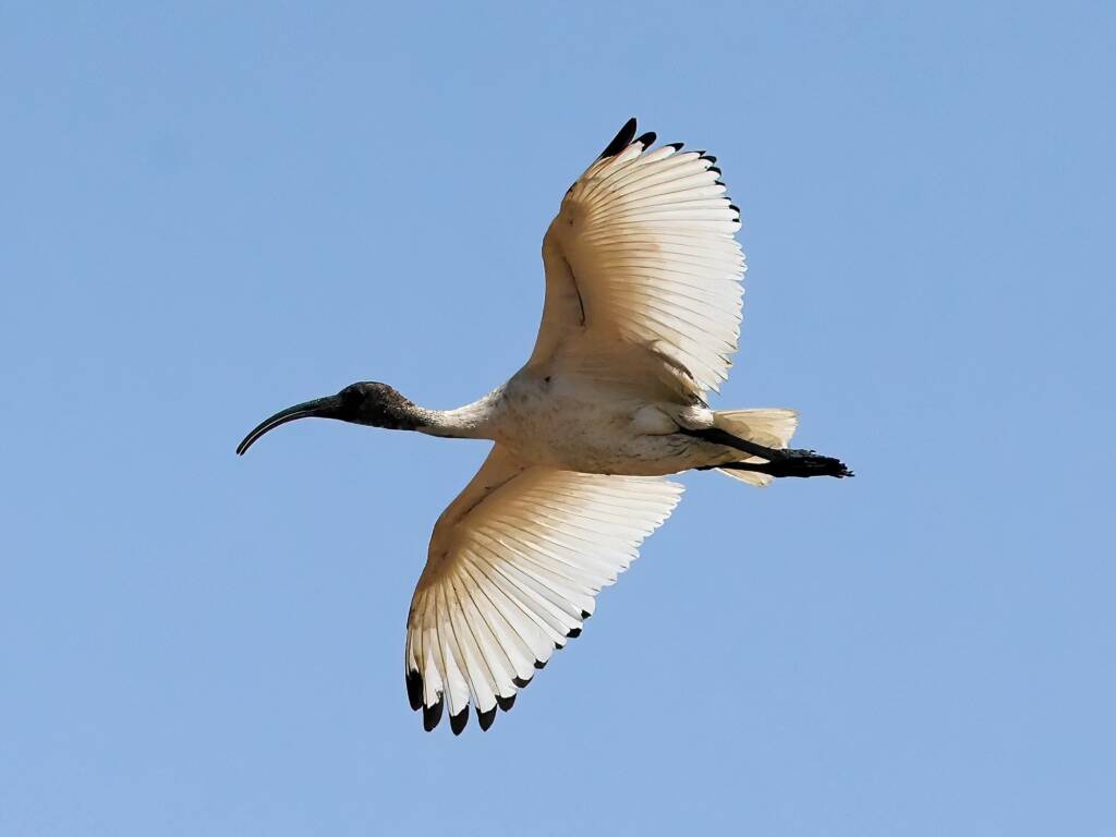 Australian White Ibis (Threskiornis molucca), Alice Springs Sewage Ponds, NT © Dorothy Latimer