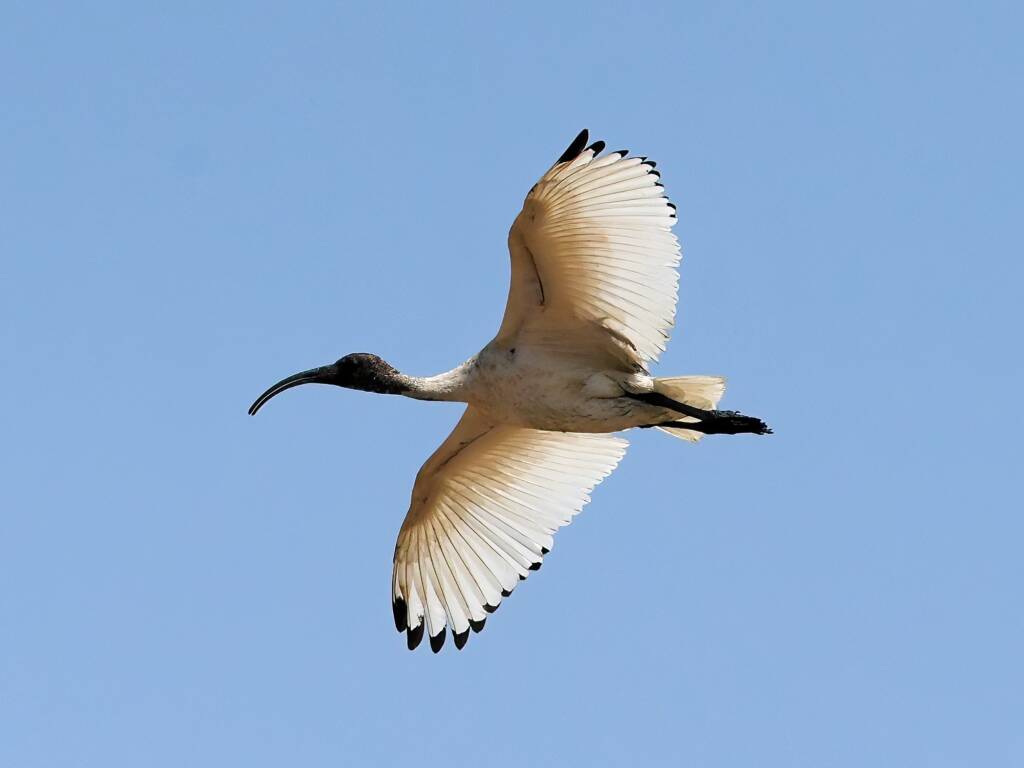 Australian White Ibis (Threskiornis molucca), Alice Springs Sewage Ponds, NT © Dorothy Latimer