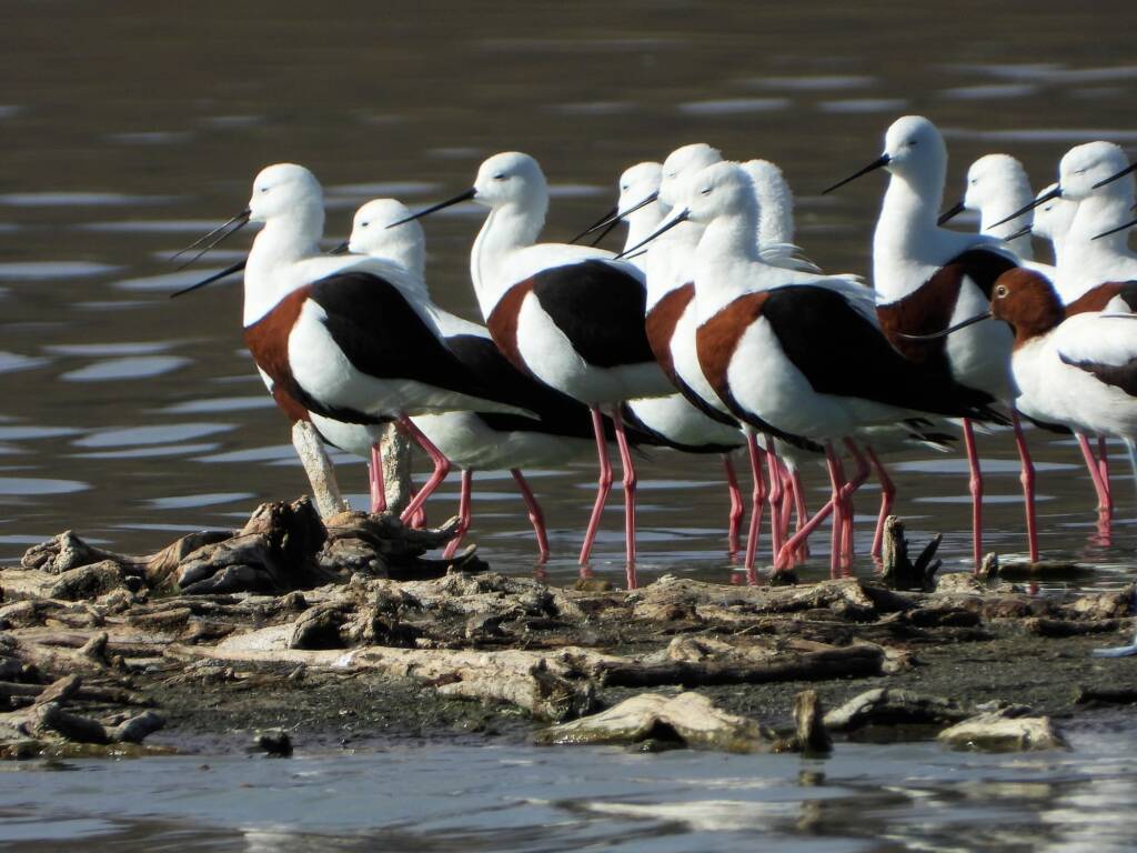 Banded Stilt (Cladorhynchus leucocephalus), Alice Springs Sewage Ponds © Dorothy Latimer