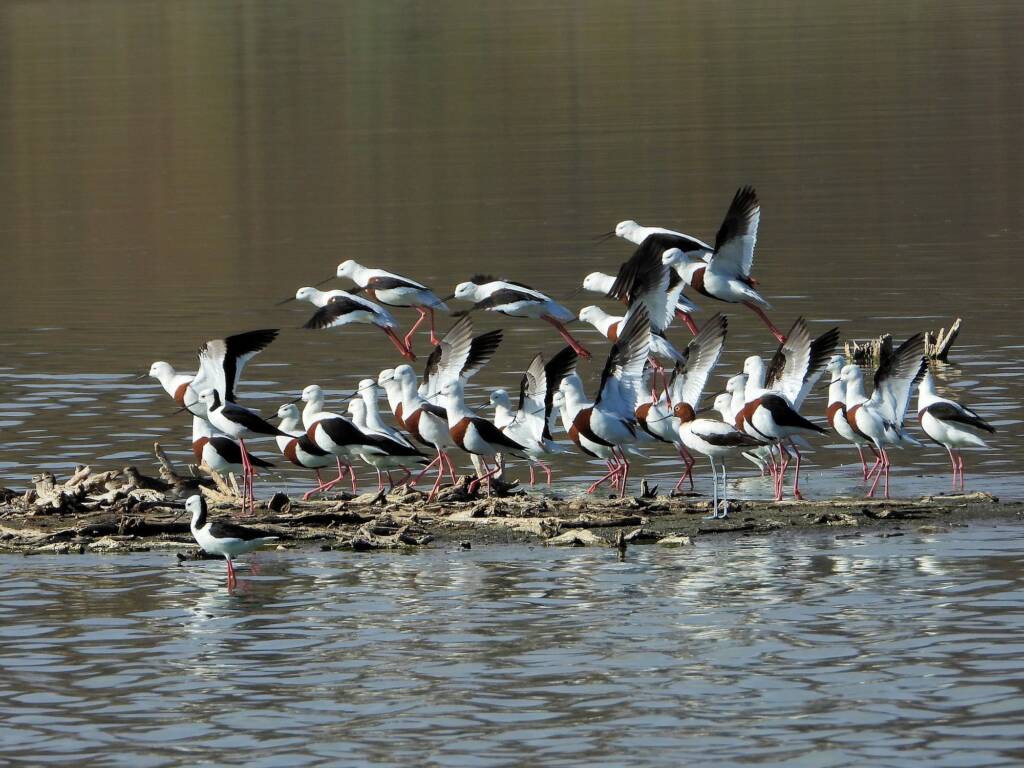 Banded Stilt (Cladorhynchus leucocephalus), Alice Springs Sewage Ponds © Dorothy Latimer