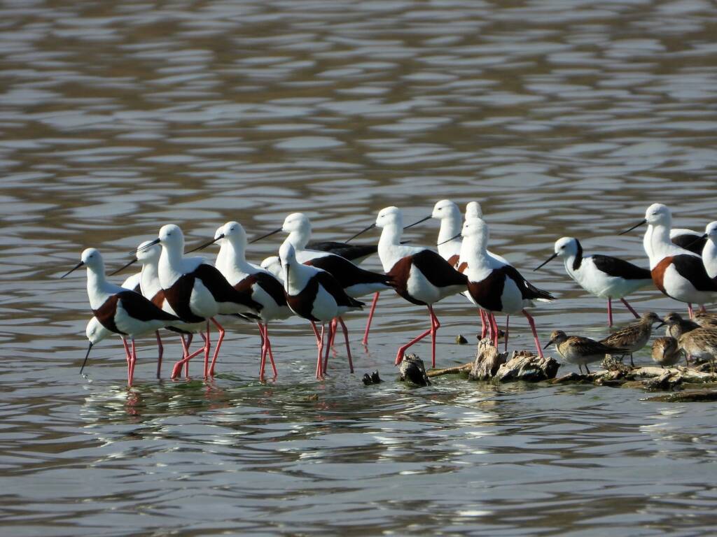 Banded Stilt (Cladorhynchus leucocephalus), Alice Springs Sewage Ponds © Dorothy Latimer