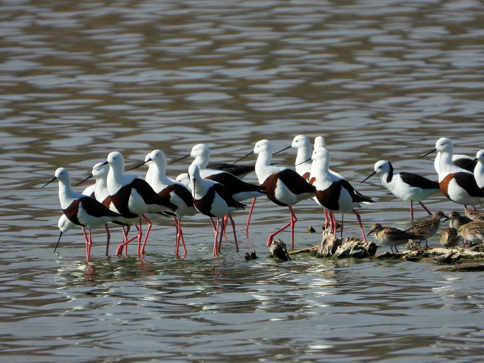 Banded Stilt (Cladorhynchus leucocephalus), Alice Springs Sewage Ponds © Dorothy Latimer
