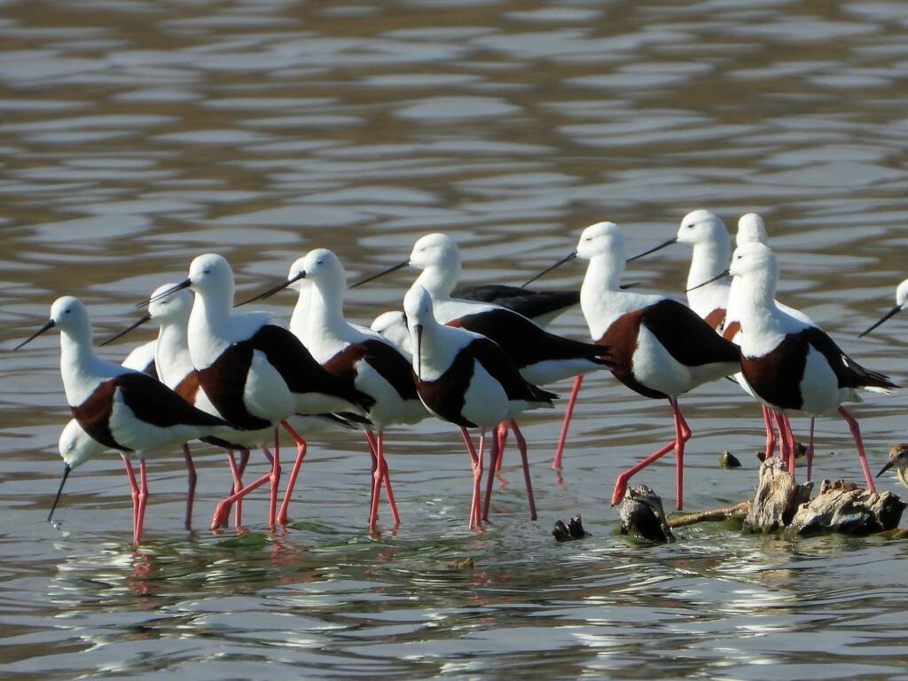 Banded Stilt (Cladorhynchus leucocephalus), Alice Springs Sewage Ponds © Dorothy Latimer