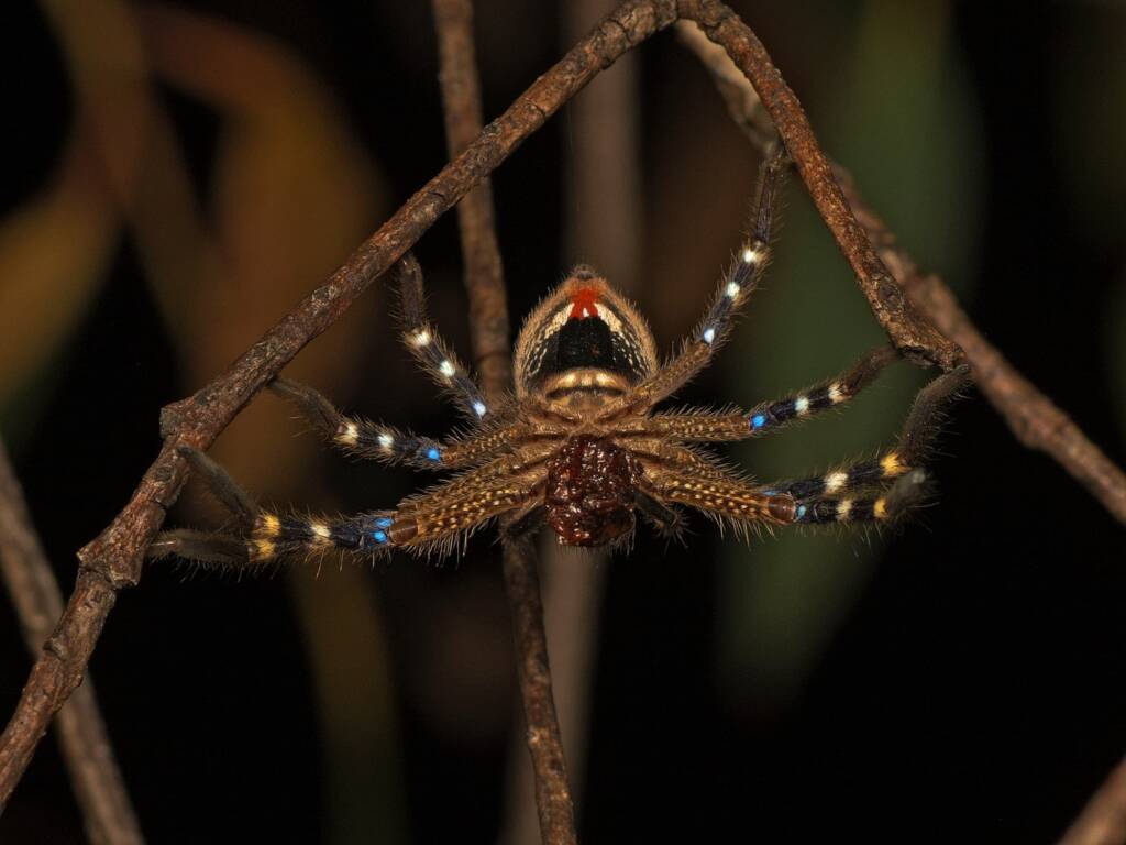 Beautiful Badge Huntsman (Neosparassus calligaster), Cotter River ACT © Tony Eales