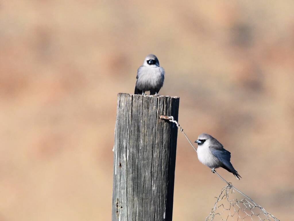 Black-faced Woodswallow (Artamus cinereus), Alice Springs Sewage Ponds © Dorothy Latimer