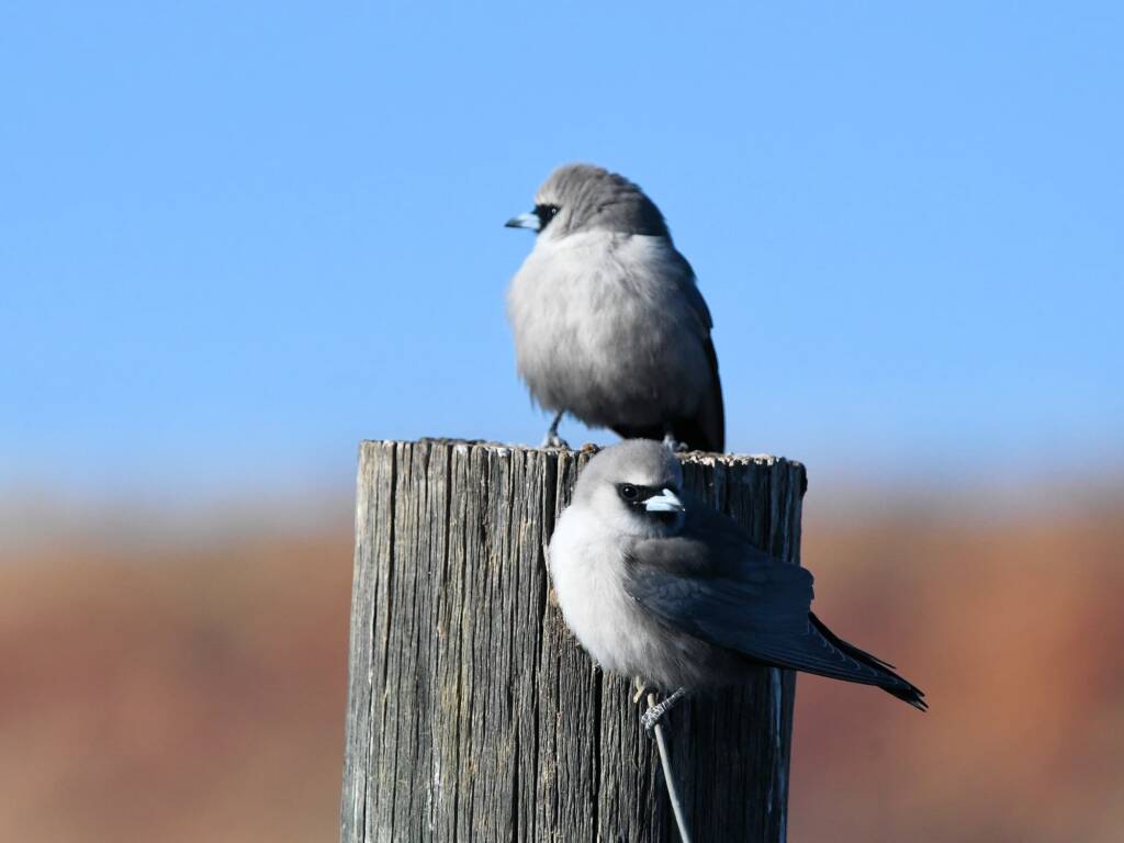 Black-faced Woodswallow (Artamus cinereus), Alice Springs Sewage Ponds © Dorothy Latimer
