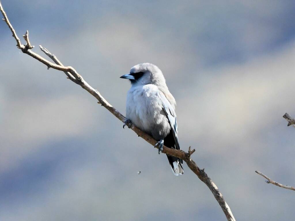 Black-faced Woodswallow (Artamus cinereus), Alice Springs Sewage Ponds © Dorothy Latimer