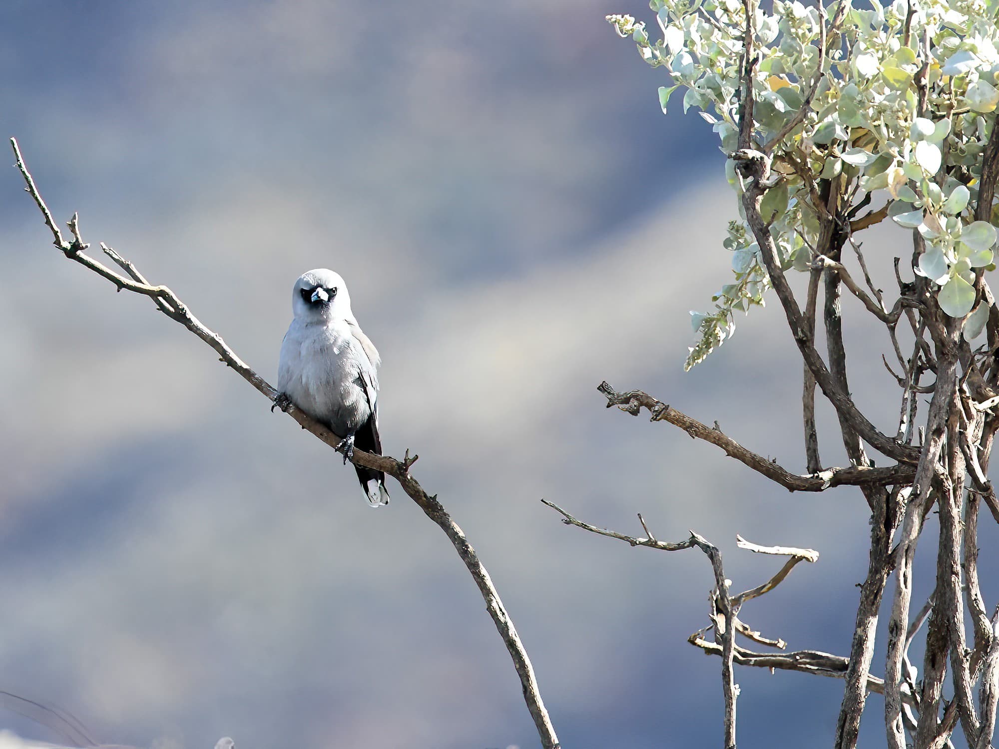 Black-faced Woodswallow (Artamus cinereus), Alice Springs Sewage Ponds © Dorothy Latimer