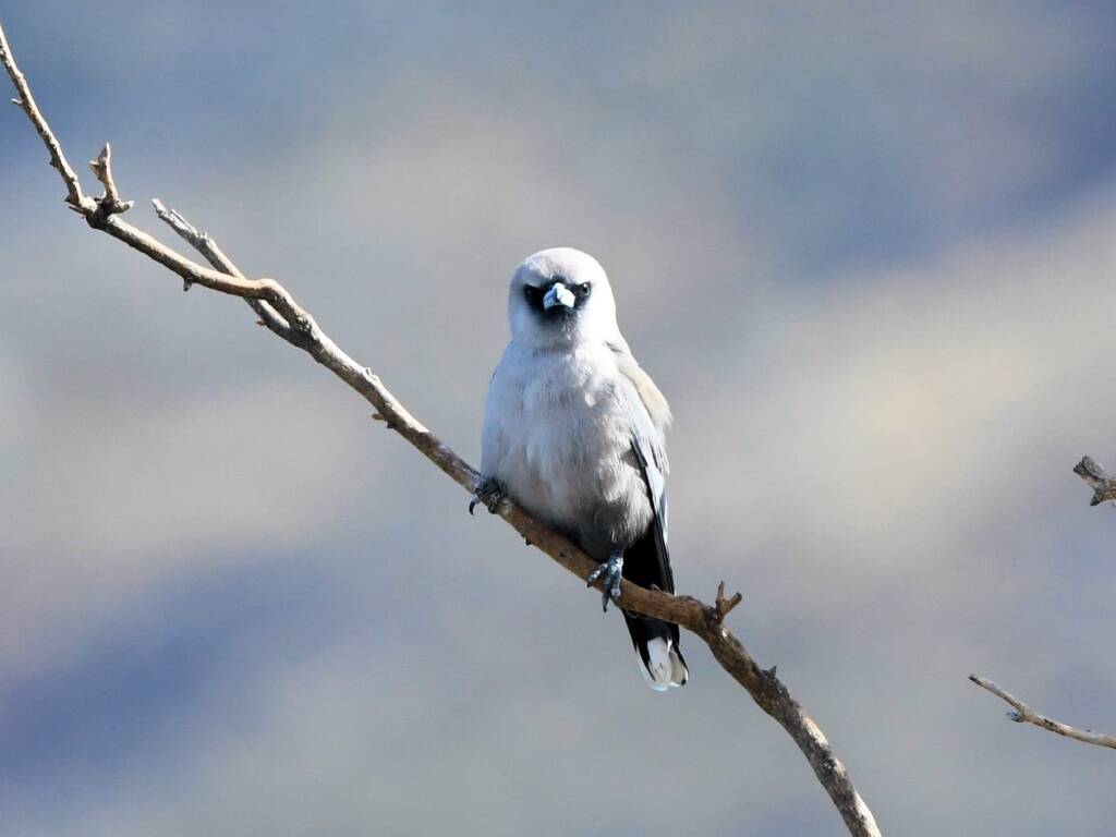 Black-faced Woodswallow (Artamus cinereus), Alice Springs Sewage Ponds © Dorothy Latimer
