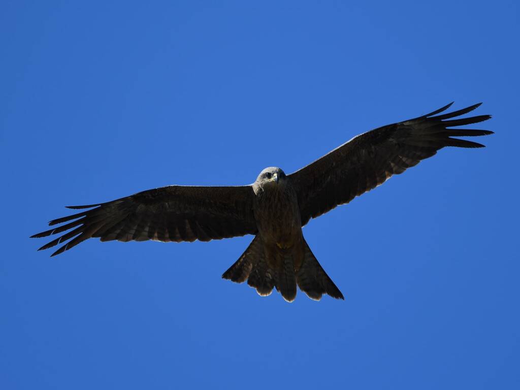 Black Kite (Milvus migrans), Alice Springs Sewage Ponds © Dorothy Latimer